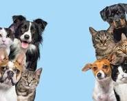 Dogs and Pets Breeders image